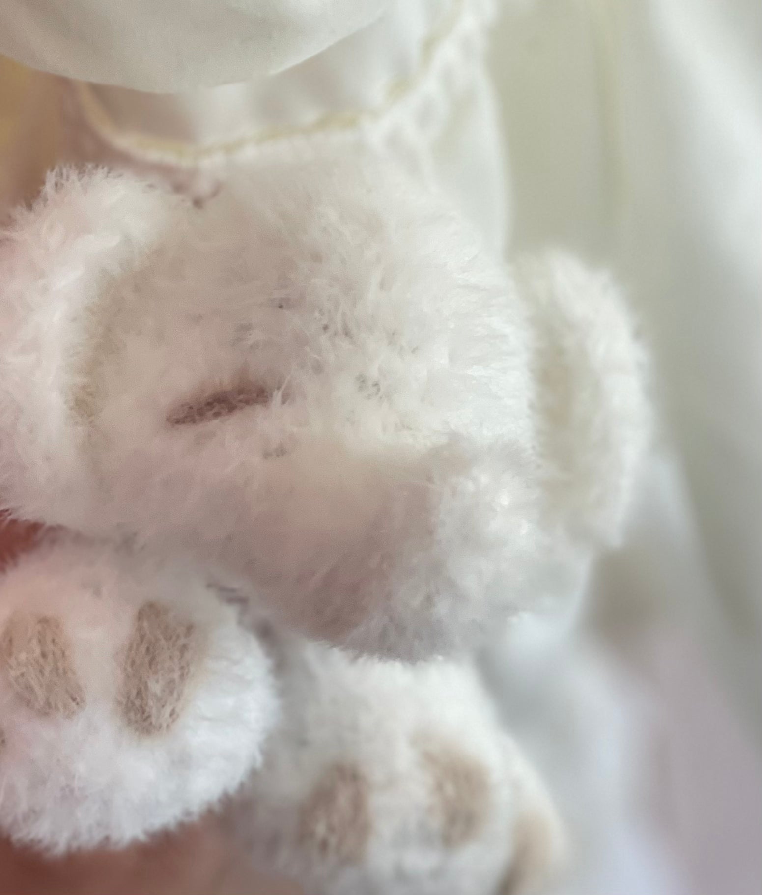 Espresso the baby elephant